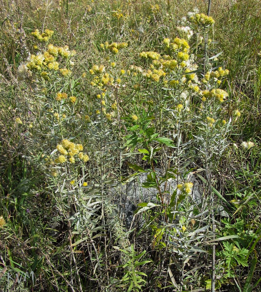 Image of Galatella biflora specimen.