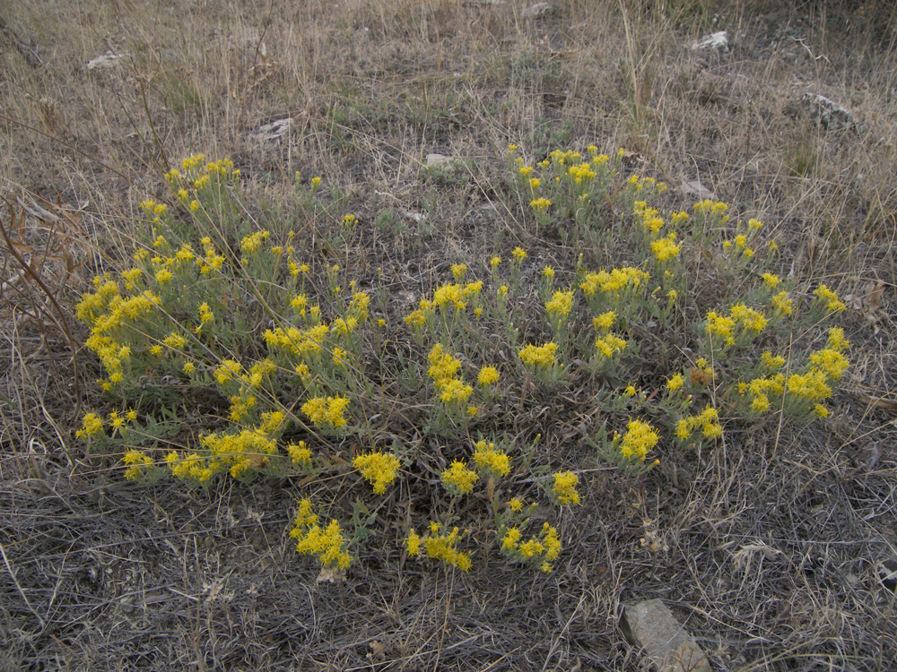 Image of Galatella villosa specimen.