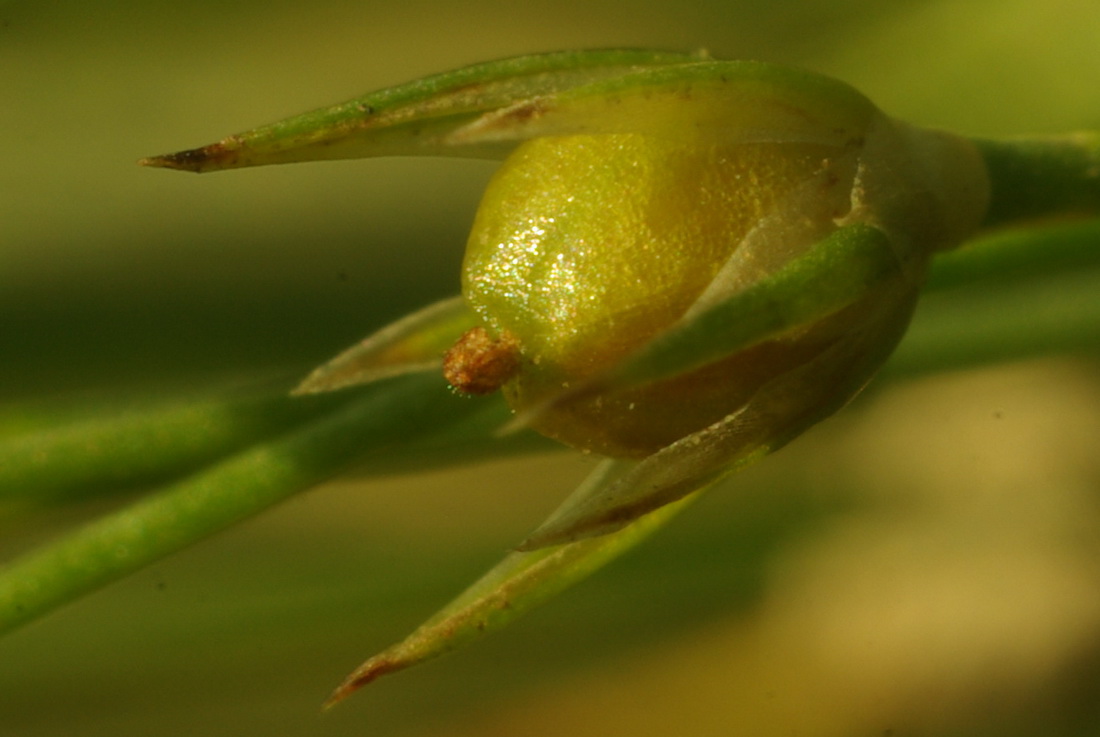 Изображение особи Juncus sphaerocarpus.