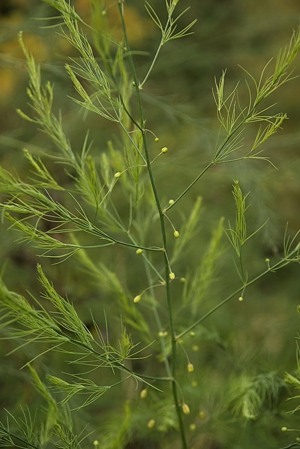 Image of Asparagus officinalis specimen.