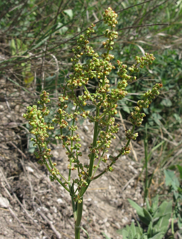 Image of Rumex tuberosus specimen.