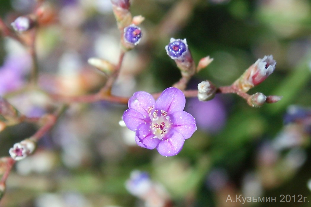 Изображение особи Limonium coriarium.