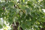 Davidia involucrata