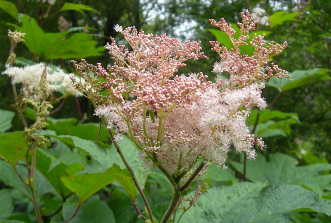 Изображение особи Filipendula camtschatica.