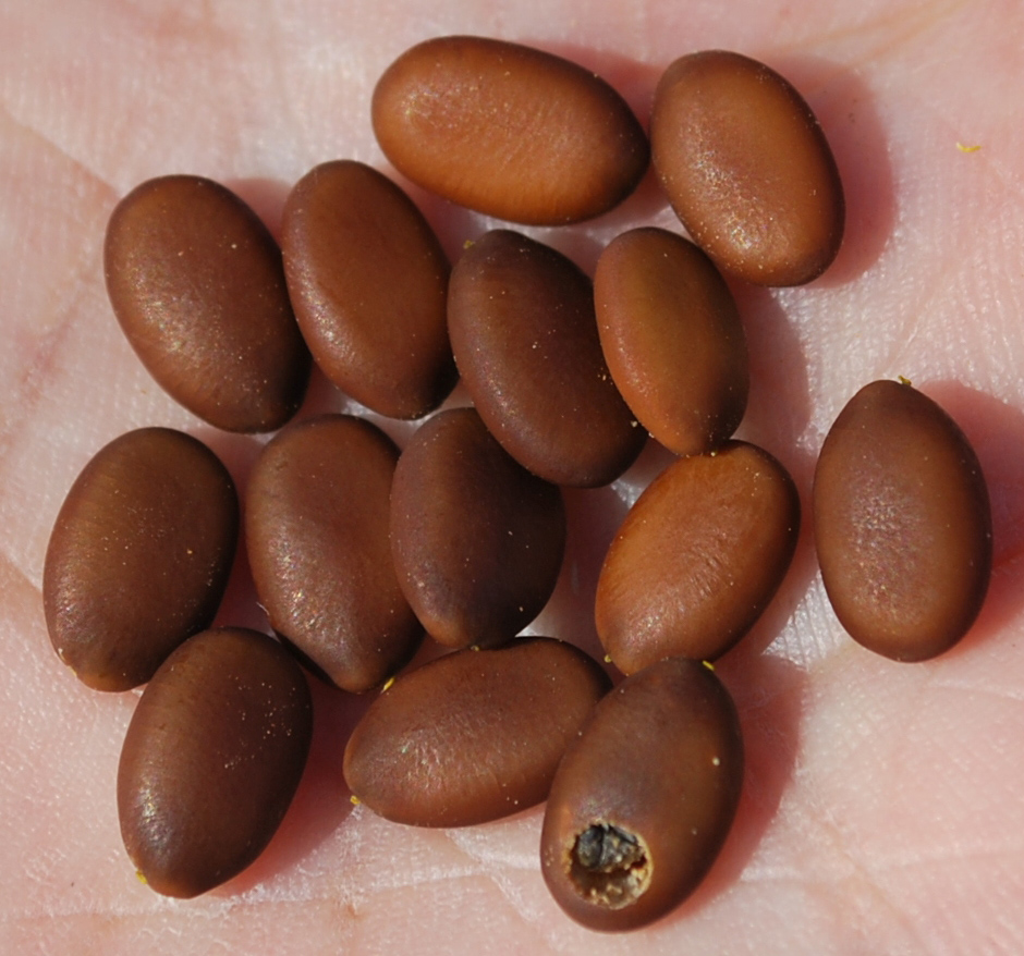 Image of Gleditsia triacanthos specimen.