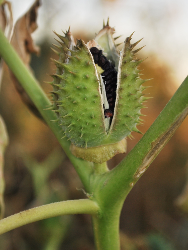 Изображение особи Datura stramonium.
