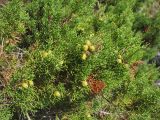 Juniperus phoenicea. Ветви с шишкоягодами. Хорватия, Адриатическое море, о. Локрум, приморский склон. 21 августа 2010 г.