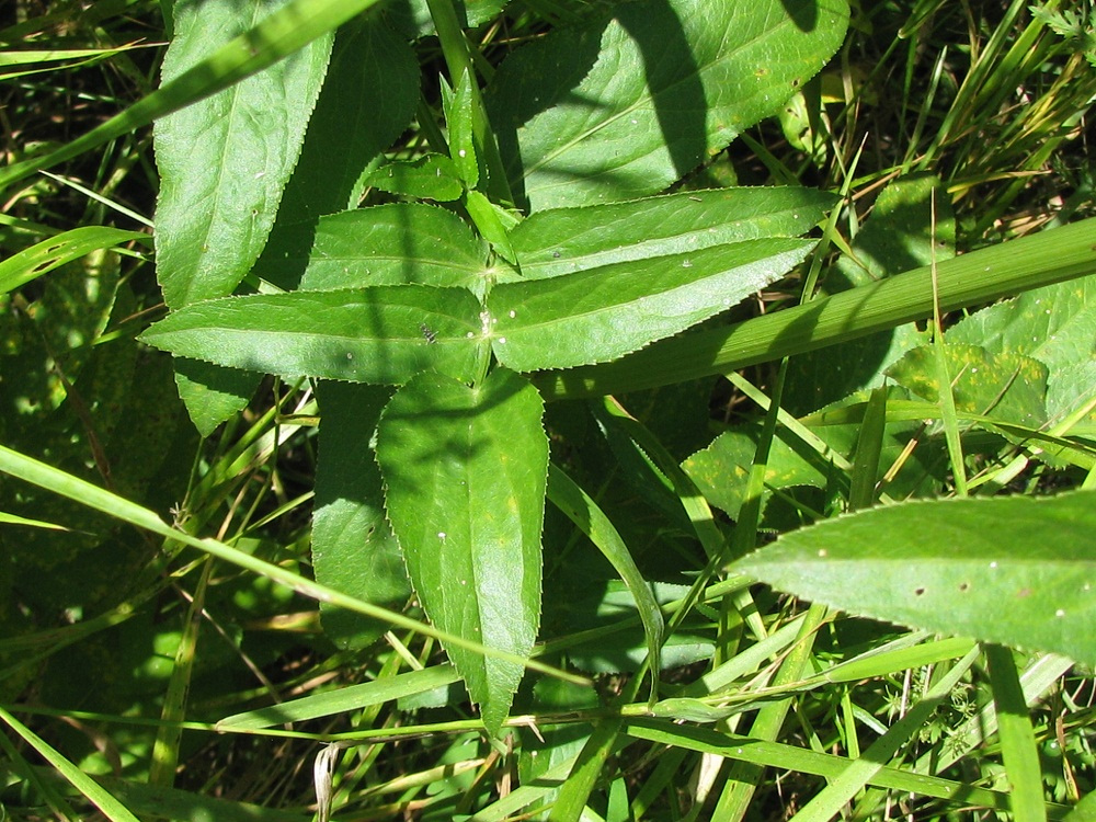 Image of Berula erecta specimen.