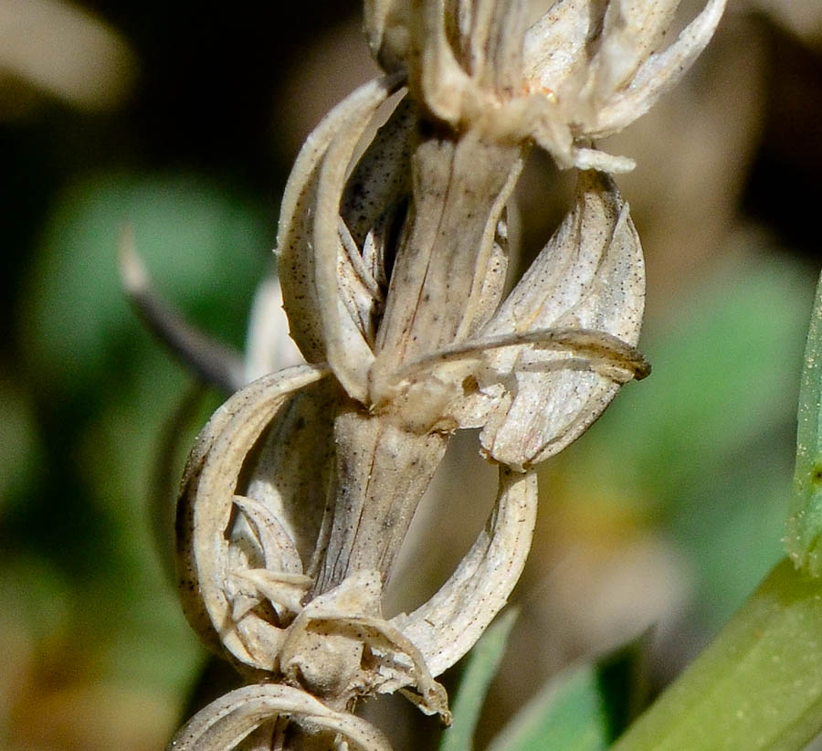 Image of Crucianella maritima specimen.