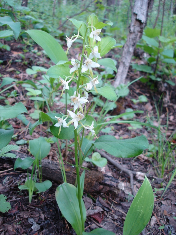 Изображение особи Platanthera densa.