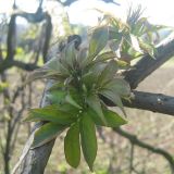 Sambucus racemosa