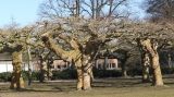 Platanus &times; acerifolia