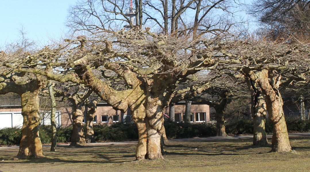 Изображение особи Platanus × acerifolia.