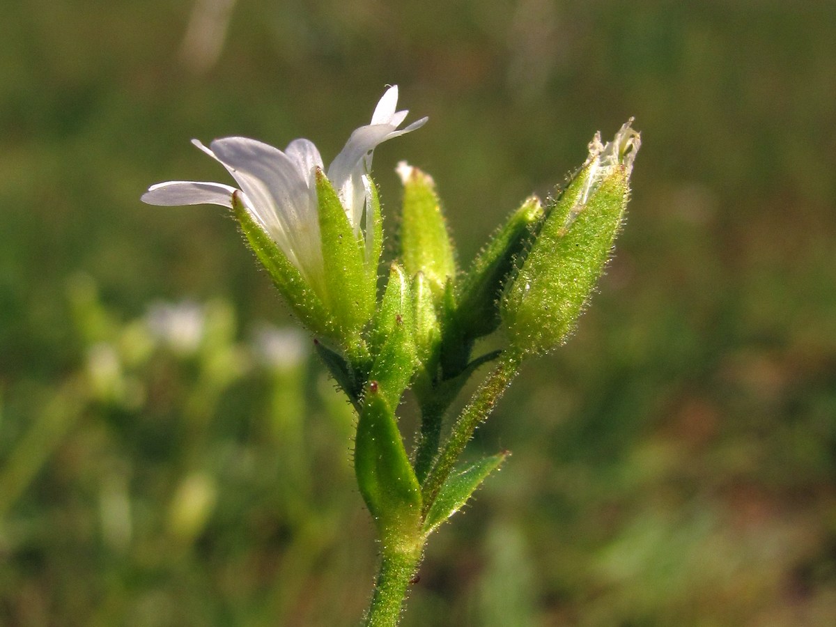 Изображение особи Dichodon viscidum.