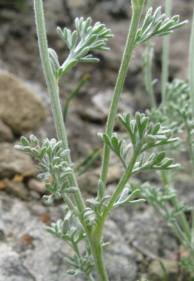 Изображение особи Anthemis tranzscheliana.