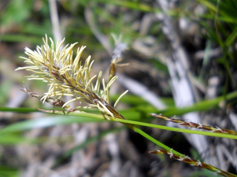 Изображение особи Carex macroura.