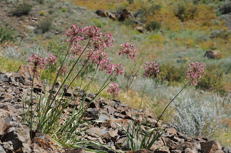 Изображение особи Allium trachyscordum.