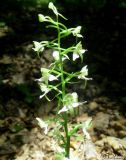 Platanthera chlorantha