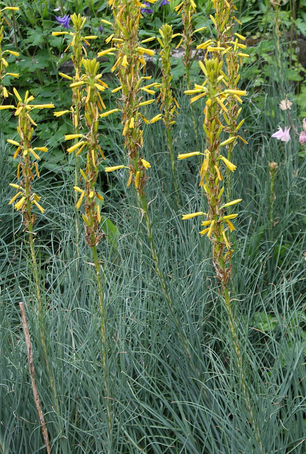 Image of Asphodeline lutea specimen.