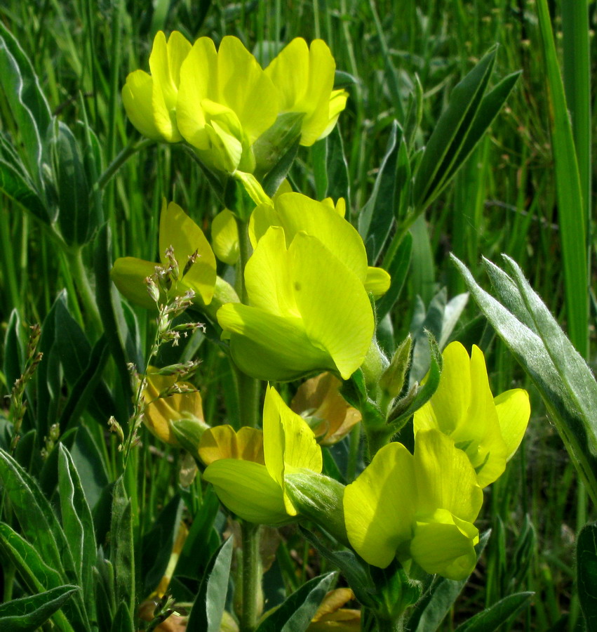 Изображение особи Thermopsis lanceolata.