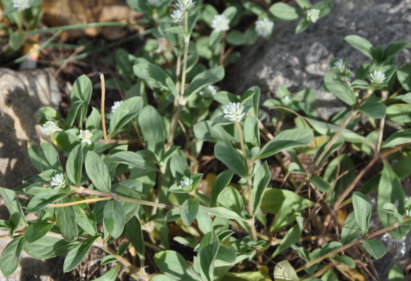 Image of Gomphrena celosioides specimen.