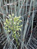 Rosularia glabra