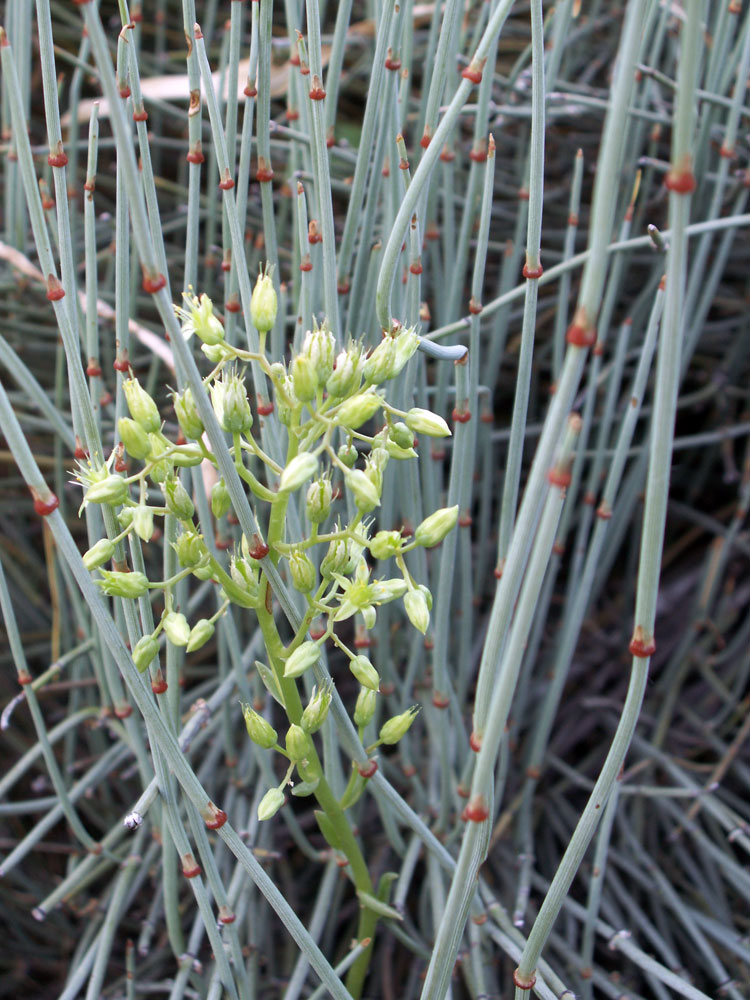 Image of Rosularia glabra specimen.