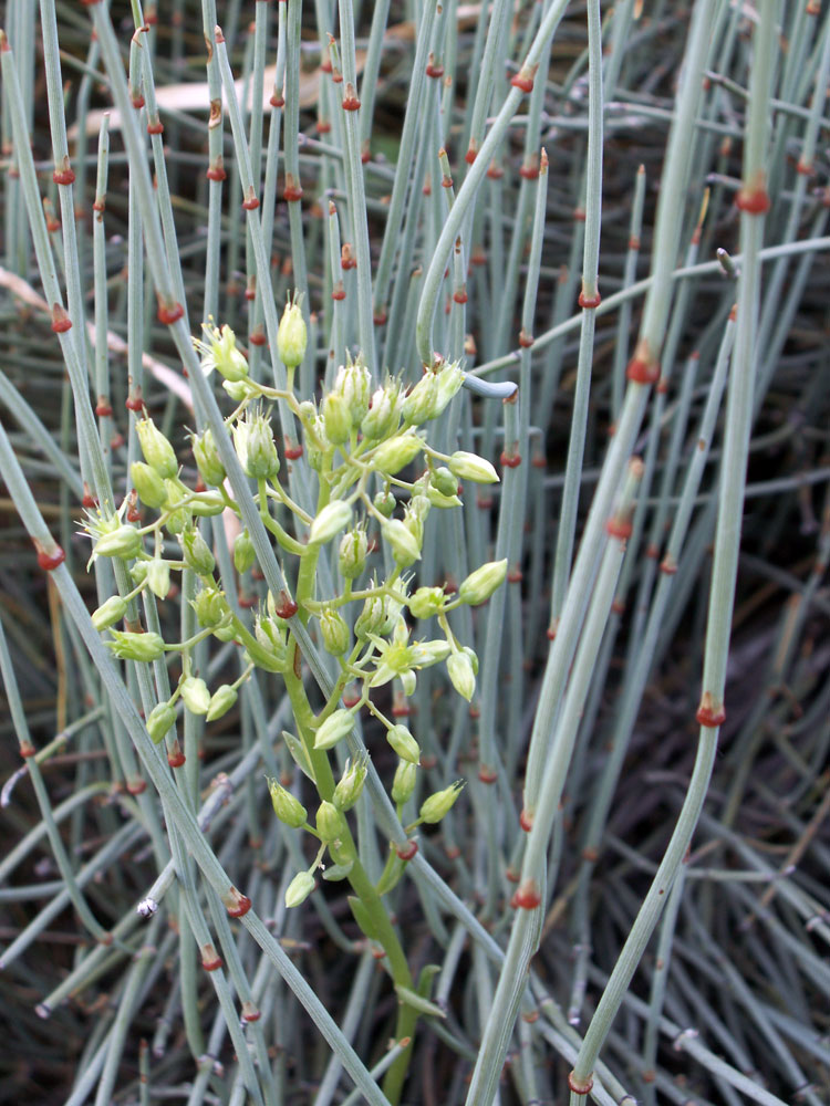 Изображение особи Rosularia glabra.