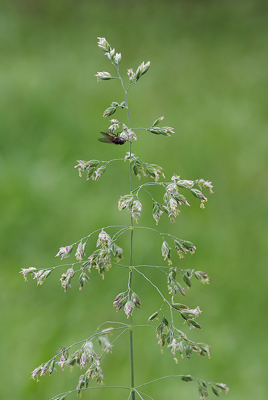 Изображение особи Poa pratensis.