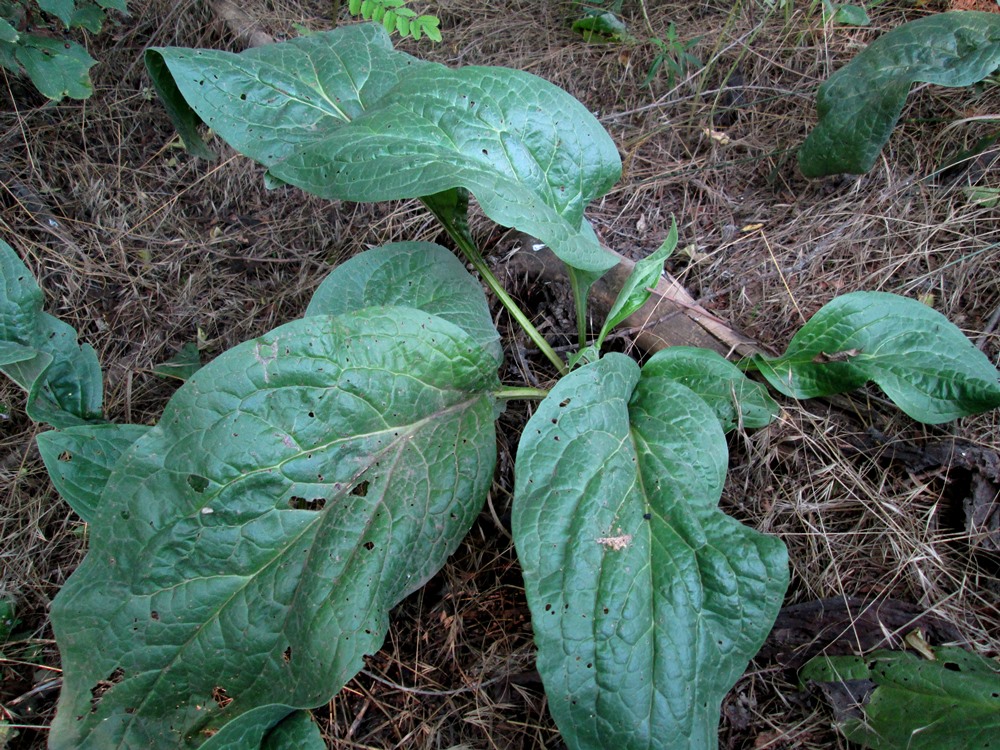 Изображение особи Cynoglossum officinale.