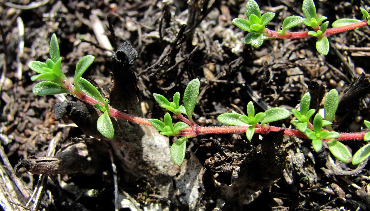 Изображение особи Thymus serpyllum.