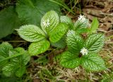 Chloranthus quadrifolius