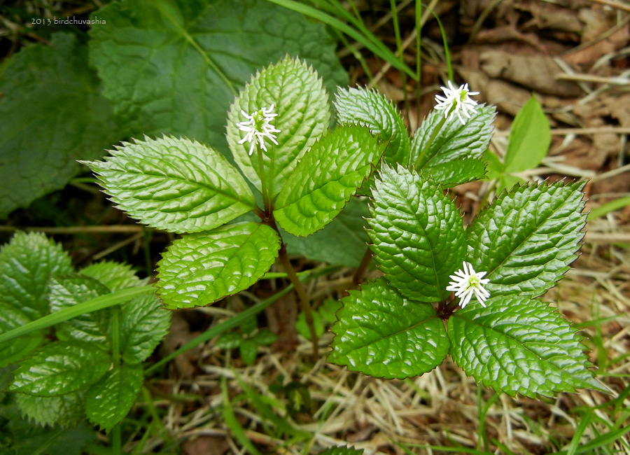 Изображение особи Chloranthus quadrifolius.