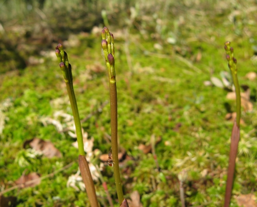 Изображение особи Corallorhiza trifida.