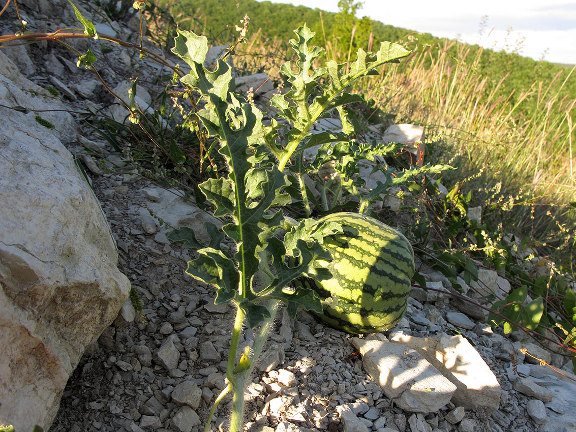 Изображение особи Citrullus lanatus ssp. vulgaris.