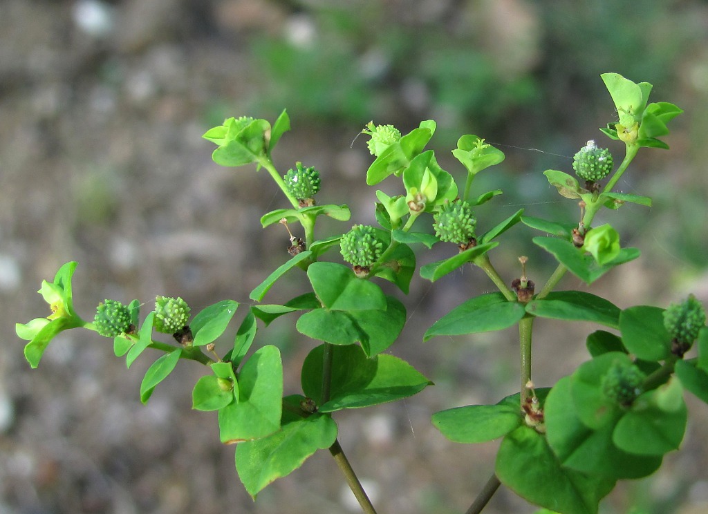 Image of Euphorbia stricta specimen.