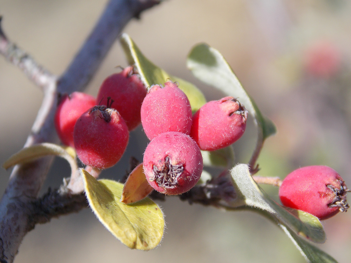 Image of Cotoneaster tauricus specimen.