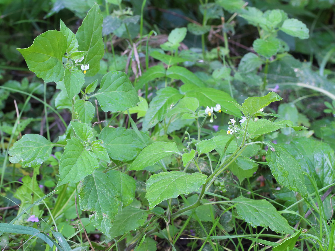 Изображение особи Solanum nigrum ssp. schultesii.