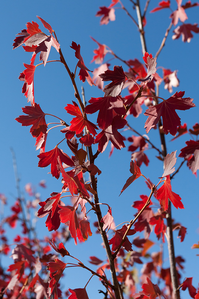 Image of Ribes aureum specimen.