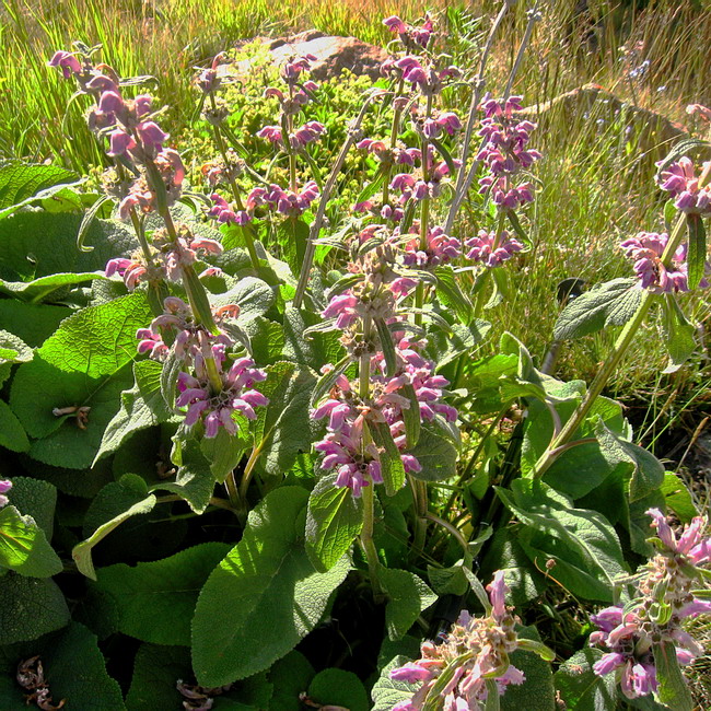 Image of Phlomoides oreophila specimen.