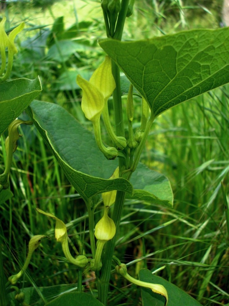 Image of Aristolochia clematitis specimen.