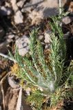 Trichanthemis radiata. Прикорневая часть растения. Южный Казахстан, горы Каракус. 16.05.2013.