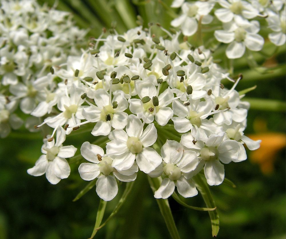 Image of Pleurospermum uralense specimen.