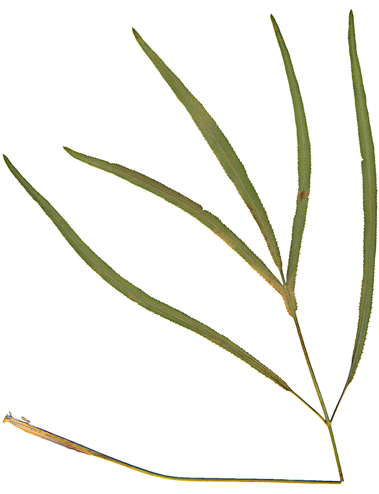 Изображение особи Falcaria vulgaris.