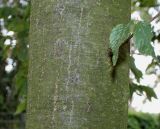 Ostrya carpinifolia. Средняя часть ствола. Германия, г. Дюссельдорф, Ботанический сад университета. 14.08.2013.