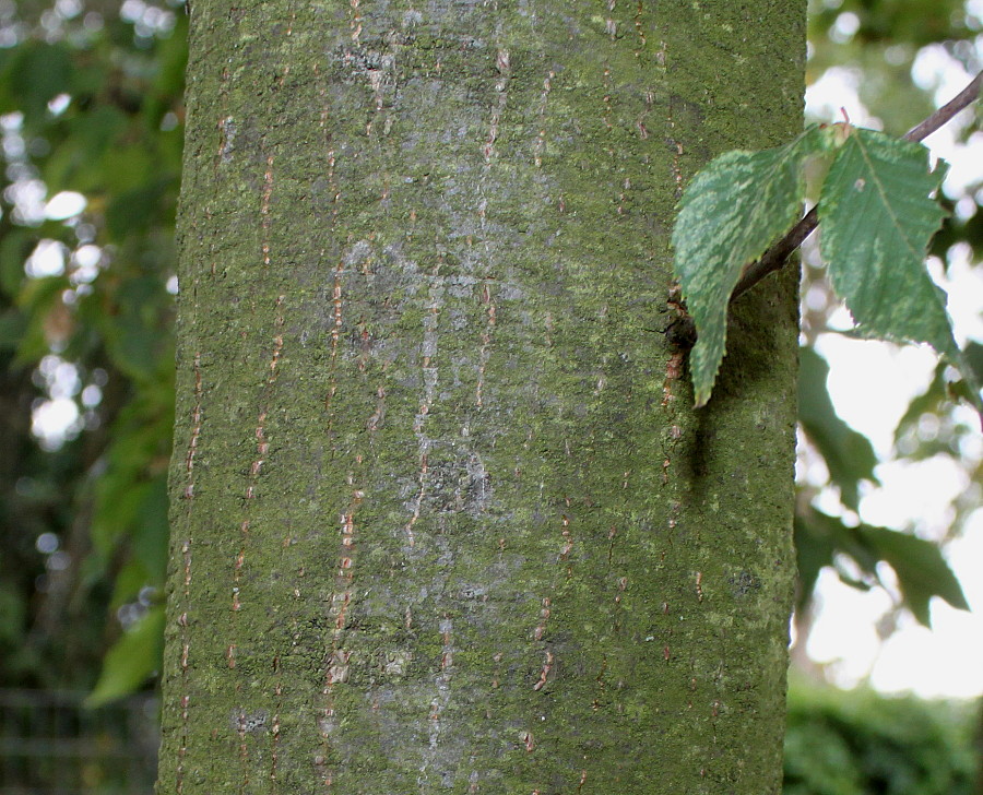 Изображение особи Ostrya carpinifolia.