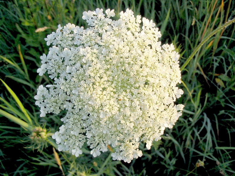 Image of Daucus carota specimen.
