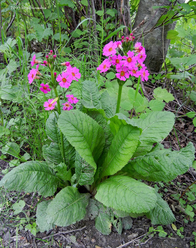 Image of Primula japonica specimen.