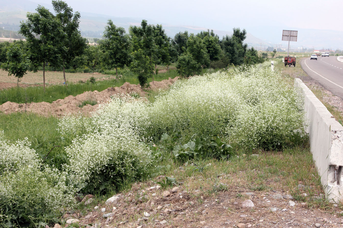 Изображение особи Crambe orientalis.