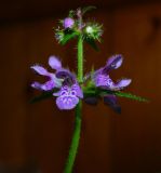 Stachys palustris